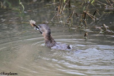 Pied-billed grebe