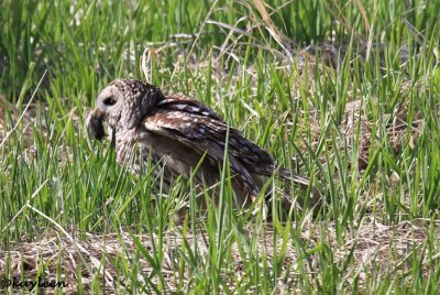 Barred owl