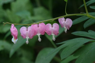 Bleeding Heart