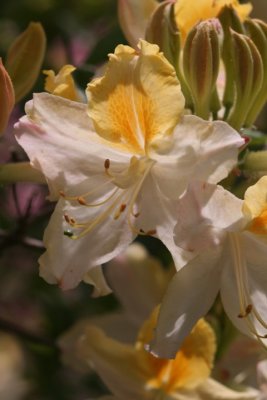 Azaleas