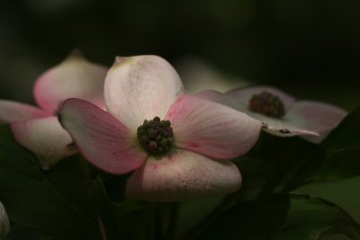 Pink Flowers