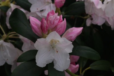 Rhododendron