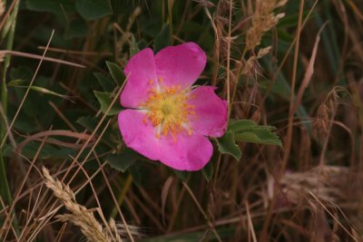 Wild Rose