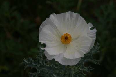 Pricklypoppy