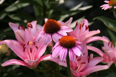 Lilies and Purple Coneflowers
