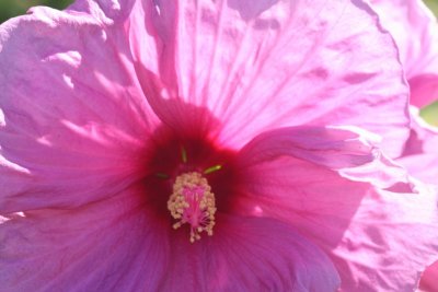 Hibiscus