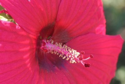 Hibiscus