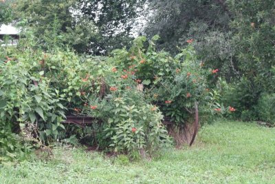 Old Cart Covered With Flowers