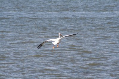 Pelican On His Way Down