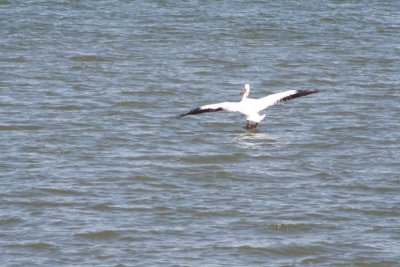 Pelican Landing