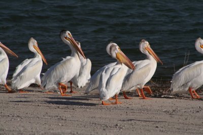 Pelican Flock