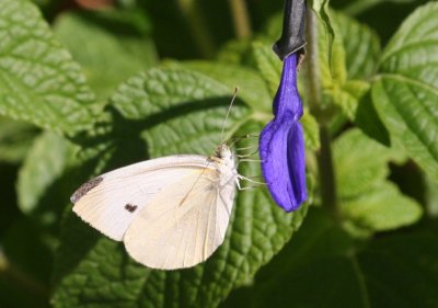 Cabbage Butterfly