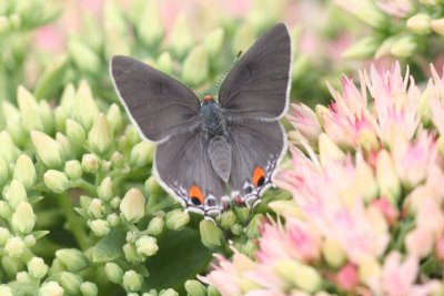 Gray Hairstreak