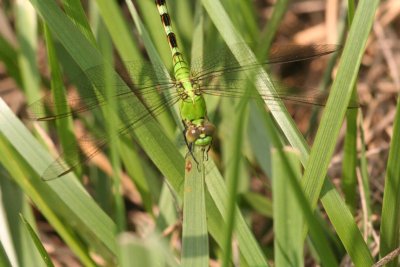 Eastern Pondhawk (Female)