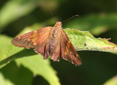 Silver Spotted Skipper