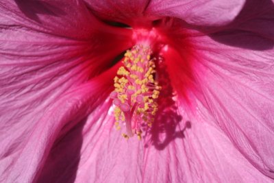 Hibiscus