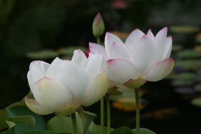 Lotus