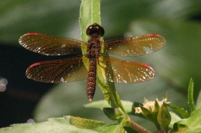 Eastern Amberwing