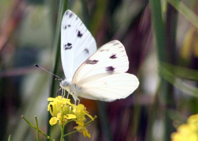 Checkered White