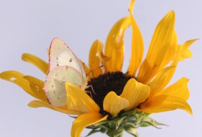Clouded (Common) Sulphur