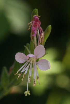 Large-flowered Gaura