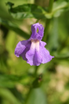 Monkeyflower