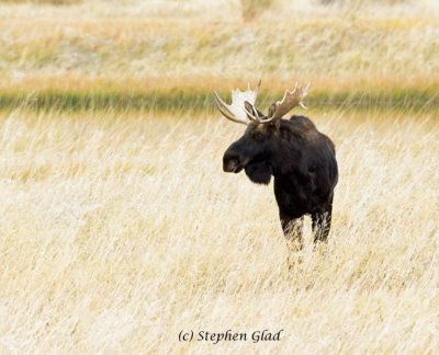 Bull Moose