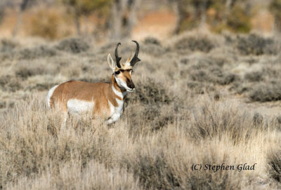Pronghorn Antelope