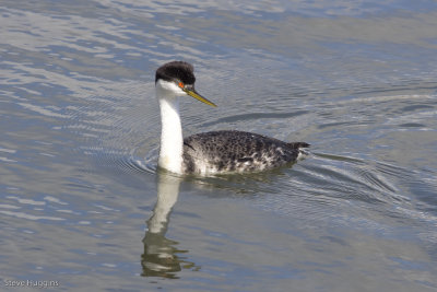 Western Grebe-4524.jpg