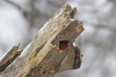 Red-headed Woodpecker-5323.jpg