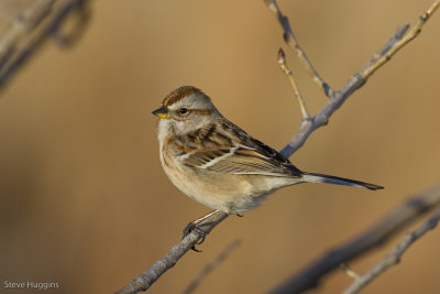 American Tree Sparrow-5334.jpg