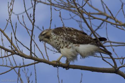 Red-tailed Hawk-5413.jpg