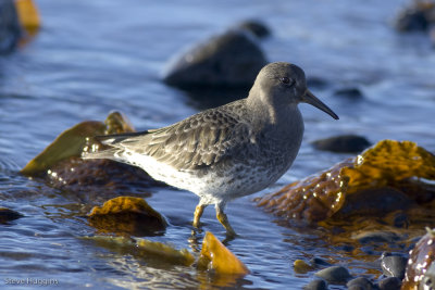 Purple Sandpiper-6120.jpg