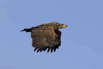 White-tailed Eagle-6369.jpg