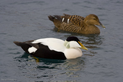 Common Eider-6610.jpg