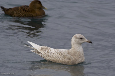 Iceland Gull-6544.jpg