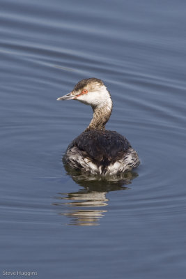 Horned Grebe-6840.jpg