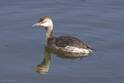 Horned Grebe-6884.jpg