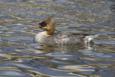 Red-breasted Merganser-7219.jpg