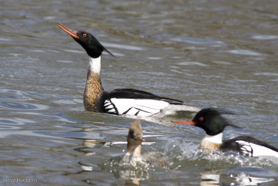 Red-breasted Merganser-7213.jpg