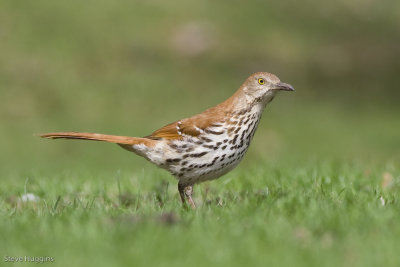 Brown Thrasher-7351.jpg