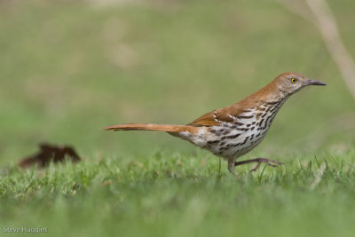 Brown Thrasher-7344.jpg