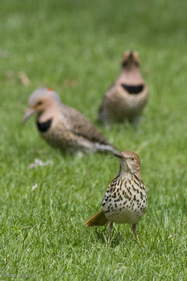 Brown Thrasher-7360.jpg