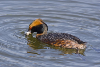 Horned Grebe-7537.jpg