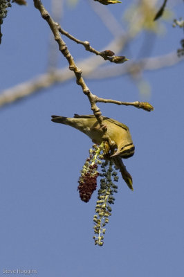Worm-eating Warbler-7608.jpg