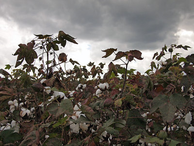 Threatening sky over the cotton field