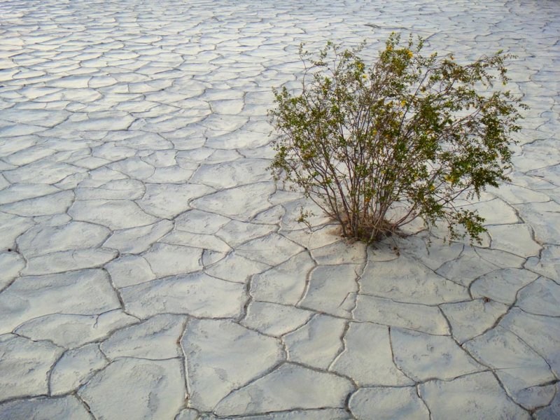 Mesquite Sand Dune Clay Cracks 