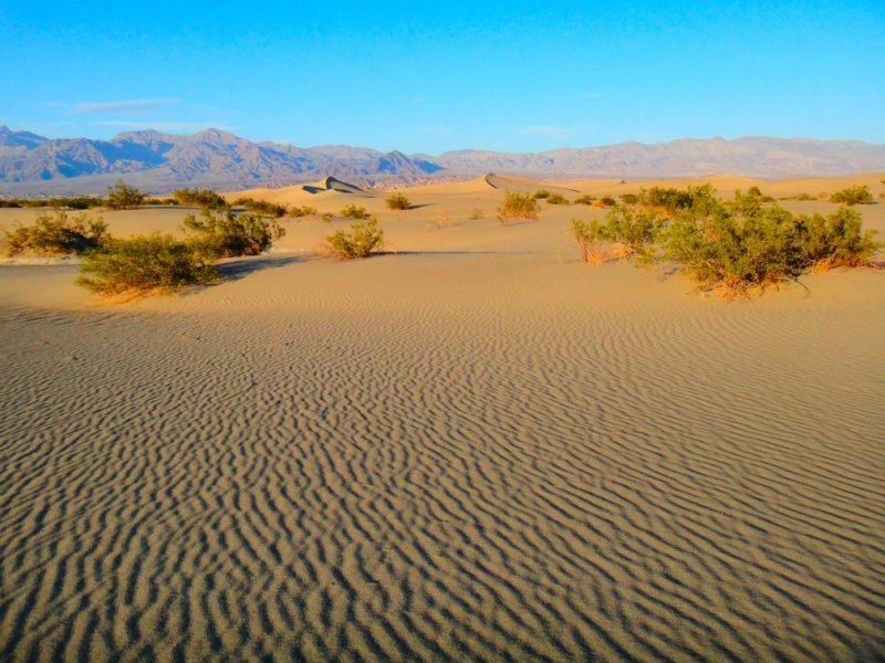 Mesquite Sand Dune