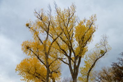 Sedona Yellow Cotton Wood Tree 