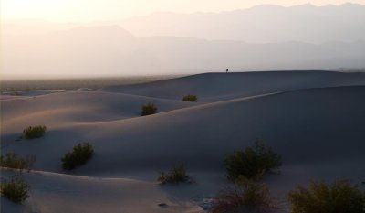 Mesquite Sand Dune
